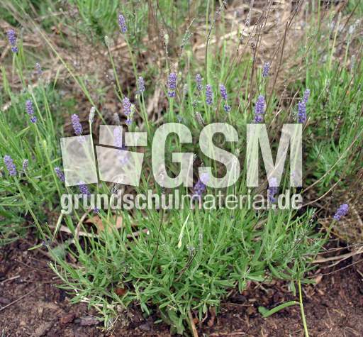 Lavendel-13.jpg
